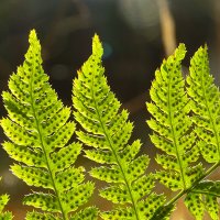 Папоротник :: Татьяна Венцель