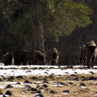 Зимняя прогулка ... :: Андрей Любимов