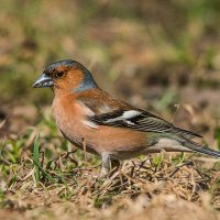 Зяблик. :: Nik Lovec