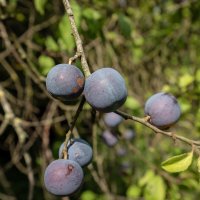 Тёрн... :: Николай Гирш