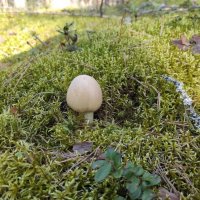 Гриб колпак :: Игорь Ч. Гриб колпак :: Игорь Ч.