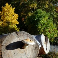 У осеннего парка. От забытых качелей Виновато и шатко В голубую метель Убегает лошадка. :: "The Natural World" Александер