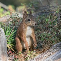Белка гопник :: Игорь Шабалин