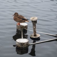 Уточка на фонтане. :: Виктор Евстратов Уточка на фонтане. :: Виктор Евстратов