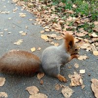 Встреча с белкой в парке :: Мария Васильева