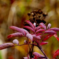 вчерашняя осень 1 :: Александр Прокудин