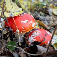 вчерашняя осень 3 :: Александр Прокудин вчерашняя осень 3 :: Александр Прокудин