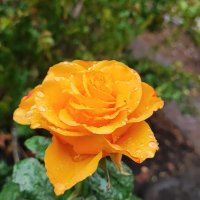 ,,, :: Сергей Тимоновский