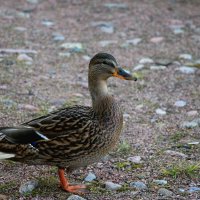 Утка :: Наталья Герасимова