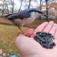 Поползень :: Сапсан 