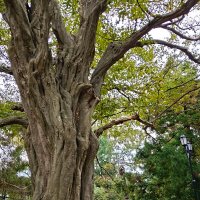 ПРОГУЛКА ПО ГОРОДУ :: Tata Wolf