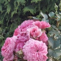 в монастырском саду :: Галина R... в монастырском саду :: Галина R...