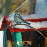 Пичужка на птичьей кормушке! :: Владимир 