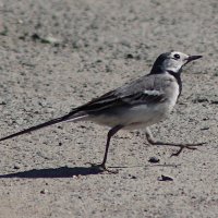 Бодрым шагом в новый день :: Любовь Сахарова