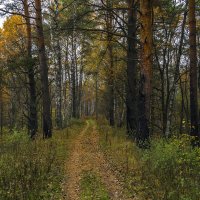 Лесная дорога :: Сергей Цветков