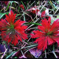 Словно цветочки :: Людмила Смородинская Словно цветочки :: Людмила Смородинская