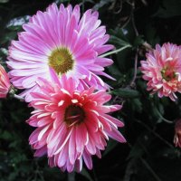 Красавицы :: Людмила Смородинская