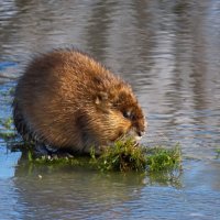 Ондатра :: Valentina K
