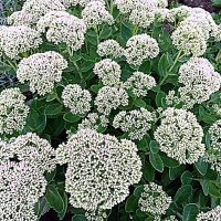 Цветы. :: Владимир Драгунский