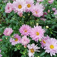 Цветы. :: Владимир Драгунский