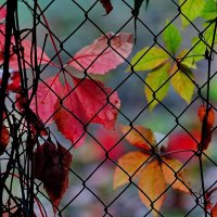 Осень... :: Николай Саржанов