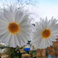 А за окном последняя неделя октября.. :: Андрей Заломленков