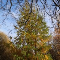 В осенних платьицах :: Ольга В осенних платьицах :: Ольга