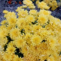 Хризантемы :: Елена Семигина