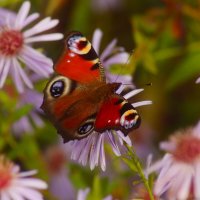 Доброе утро :: Юрий. Шмаков