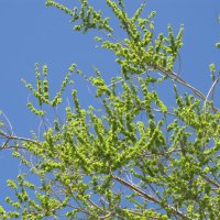 уже снова хочется апрельских красок :: Елена Шаламова уже снова хочется апрельских красок :: Елена Шаламова