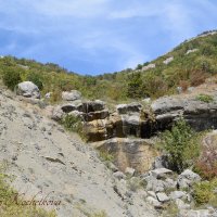 Природа Крыма :: Amazing Cosmea