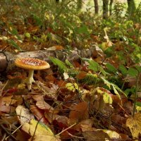 Эти - просто украшение леса. :: Lucy Schneider 