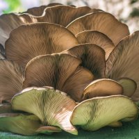 Мой город - ОСЕНЬ ГРИБЫ :: Владимир Максимов