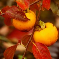 Спеет хурма :: Юрий. Шмаков