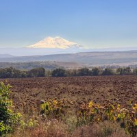 Подсолнухи :: skijumper Иванов