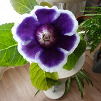 *** :: СЕРГЕЙ ФИЛОЧКИН