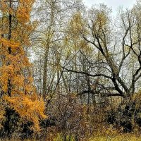 Октябрь :: Михаил Столяров