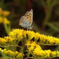 ** :: Зоя Мишина ** :: Зоя Мишина