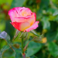 Роза в парке Старочеркасской :: Сергей Беляев