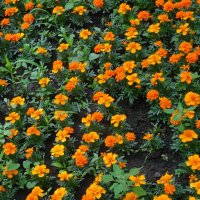 БАРХОТКИ :: СЕРГЕЙ ФИЛОЧКИН