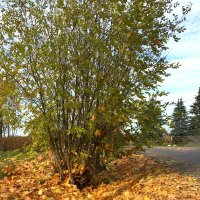 В золоте листвы... :: Olga Oskolkova