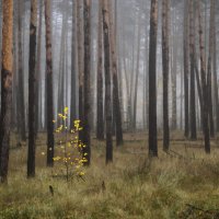 Одна в туманном лесу :: Валерий VRN