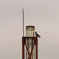 - я ль на свете всех... :: Елена Минина