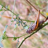 Час от часу жар сильней.Тень ушла :: Hope 