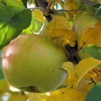 Для леса осеннего, парка и сада Опять наступила пора листопада :: "The Natural World" Александер Для леса осеннего, парка и сада Опять наступила пора листопада :: "The Natural World" Александер