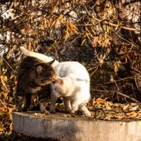 Нежность :: Дмитрий Костоусов