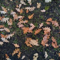 Октябрь :: Дмитрий Костоусов