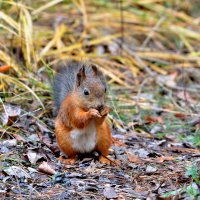 *** :: Александр Зуев
