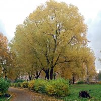 Пасмурный день :: Galina Solovova