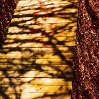 Осень 20 :: Алексей Кузнецов